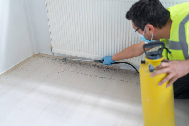 Best Termite Control Services  in Excelsior, MN
